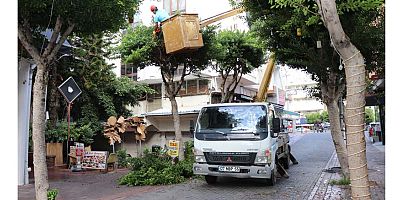 Alanya Belediyesi kışlık bakım çalışmalarına devam ediyor