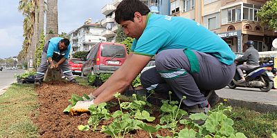 Alanya Belediyesi mevsimlik 600 bin çiçeği kentin farklı noktalarıyla buluşturuyor