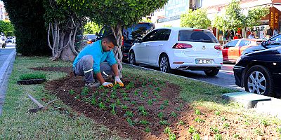 Alanya Belediyesi mevsimlik çiçek dikimlerine başladı