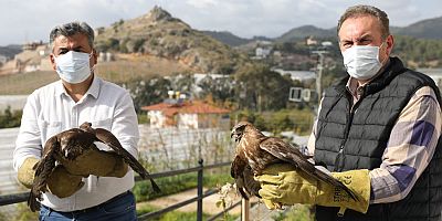 Alanya Belediyesi'nce tedavi edilen 3 şahin doğaya bırakıldı