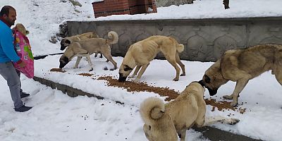 Alanya Belediyesi'nden can dostlara kar altında yardım