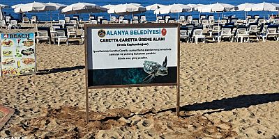 Alanya Belediyesi'nden caretta carettalara özel çalışma