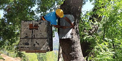 Alanya Belediyesi'nden doğa mirası ağaçlara bakım ve rehabilitasyon