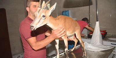 Alanya Belediyesi yavru ceylana sahip çıktı