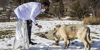 Alanya Belediyesi zorlu doğa koşullarında da sokak hayvanlarının yanında...