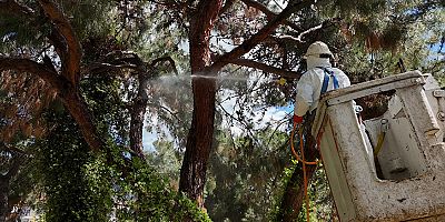 Alanya'da Akdeniz Çam Kabuk Böceğine karşı ortak mücadele başlatıldı