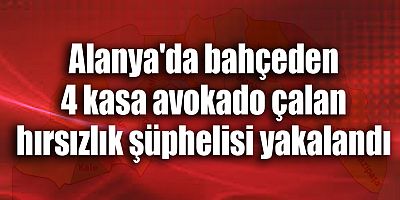 Alanya'da bahçeden 4 kasa avokado çalan hırsızlık şüphelisi yakalandı
