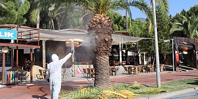 Alanya'da kırmızı palmiye böceğiyle mücadele başladı