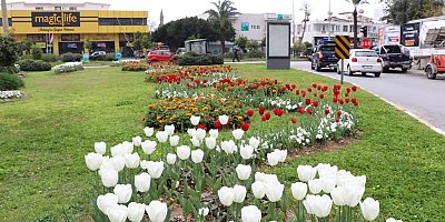Alanya sokaklarında laleler çiçek açtı