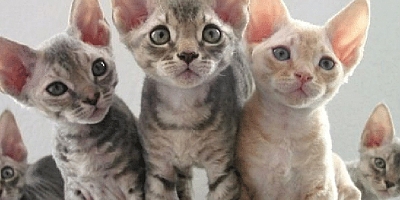 Alerji yapmayan kedi var mıdır?