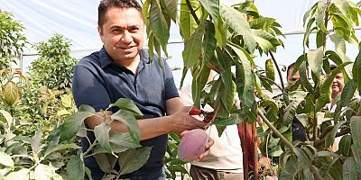 ALKÜ'de ilk mango hasadı gerçekleştirildi