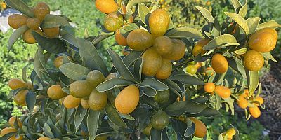 “Altın portakal” kumkuat İzmir’de üretilmeye başlandı