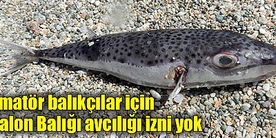 Amatör Balıkçılar İçin Balon Balığı Avcılığı İzni Yok