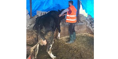 Antalya Büyükşehir Belediyesi’nden Gaziantep’te veterinerlik hizmeti