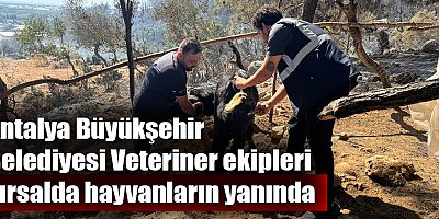 Antalya Büyükşehir Belediyesi yangının ilk anından itibaren sahada