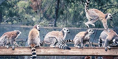 Antalya Doğal Yaşam Parkı’nda yavru lemur sevinci