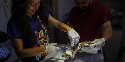 Antalya Doğal Yaşam Parkı yaralı yaban hayvanlarına şifa oluyor 