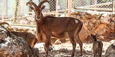 Antalya Doğal Yaşam Parkı, yeni yavrularla coşkulu bir bahar yaşıyor