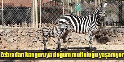 Antalya Hayvanat Bahçesi’nde yeni yavru sevinci