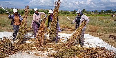Antalya’nın Altın Değeri: Manavgat Altın Susamı Hasatla Parlıyor