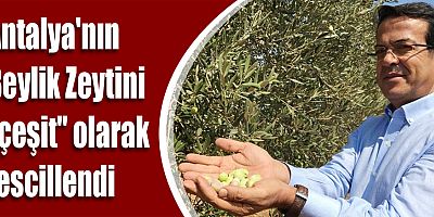 Antalya'nın Beylik Zeytini 