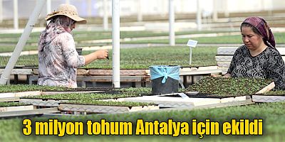 Antalya’nın çiçeği seralarda üretiliyor