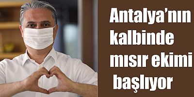 Antalya’nın kalbinde mısır ekimi başlıyor