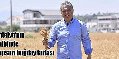 Antalya’nın kalbinde sapsarı buğday tarlası