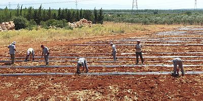 Antalya Orman Çiftliği’nde karpuz ve kavun ekimi
