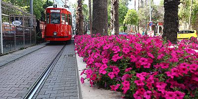 Antalya yazlık çiçeklerle rengarenk olacak
