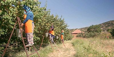 Antalyalı kadın üreticilerin meyveleri Migros raflarında
