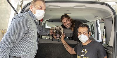 Aracın çarptığı sokak köpeği tedavisinin ardından sahiplendirildi