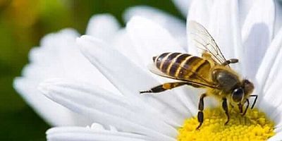 Arı Sokması Ölüme Neden Olur Mu?