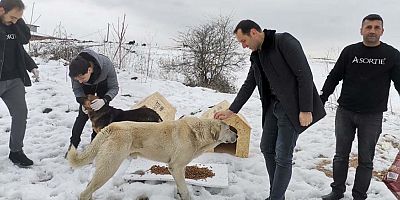 Asortie Mobilya Depremden Etkilenen Hayvanlar İçin Kolları Sıvadı