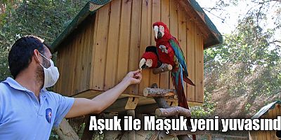 Aşuk ile Maşuk yeni yuvasında