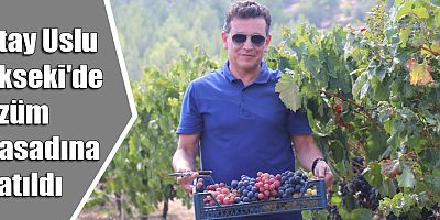 Atay Uslu Akseki'de üzüm hasadına katıldı