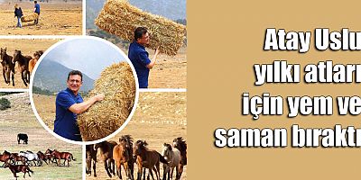 Atay Uslu yılkı atları için yem ve saman bıraktı