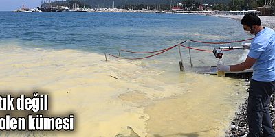 Atık değil polen kümesi