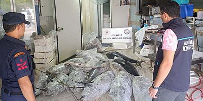 Avlanması ve satışı yasak olan 603.2 kilo su ürününe el konuldu