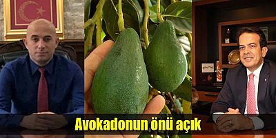 Avokadonun önü açık