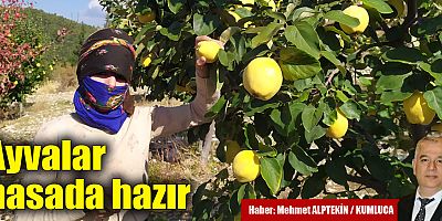 Ayvalar hasada hazır