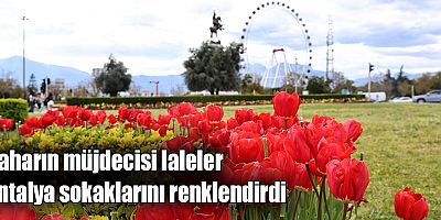 Baharın müjdecisi laleler Antalya sokaklarını renklendirdi 