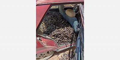 Bahçeden keçiboynuzu hırsızlığı