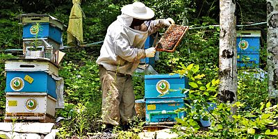 Bal ormanlarından ekonomiye 300 milyon TL katkı