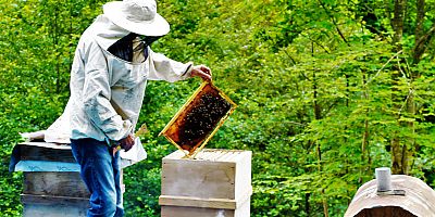 Bal üretiminden 1 milyar dolarlık katma değer