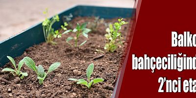 Balkon bahçeciliğinde 2’nci etap