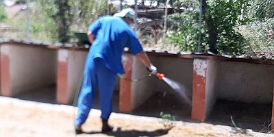 Barınaktaki hayvanlar için pire ve kene ilaçlaması yapılıyor