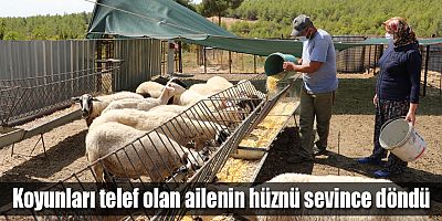 Başkan Böcek mağdur aileye 15 koyun hediye etti
