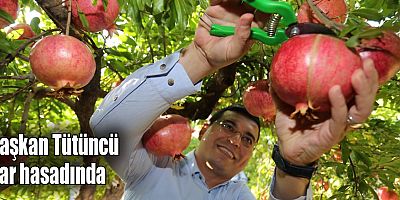 Başkan Tütüncü, nar hasadında  