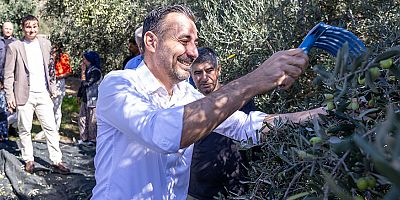 Başkan Vekili Çiçek, Saraçlı'da zeytin hasadına katıldı